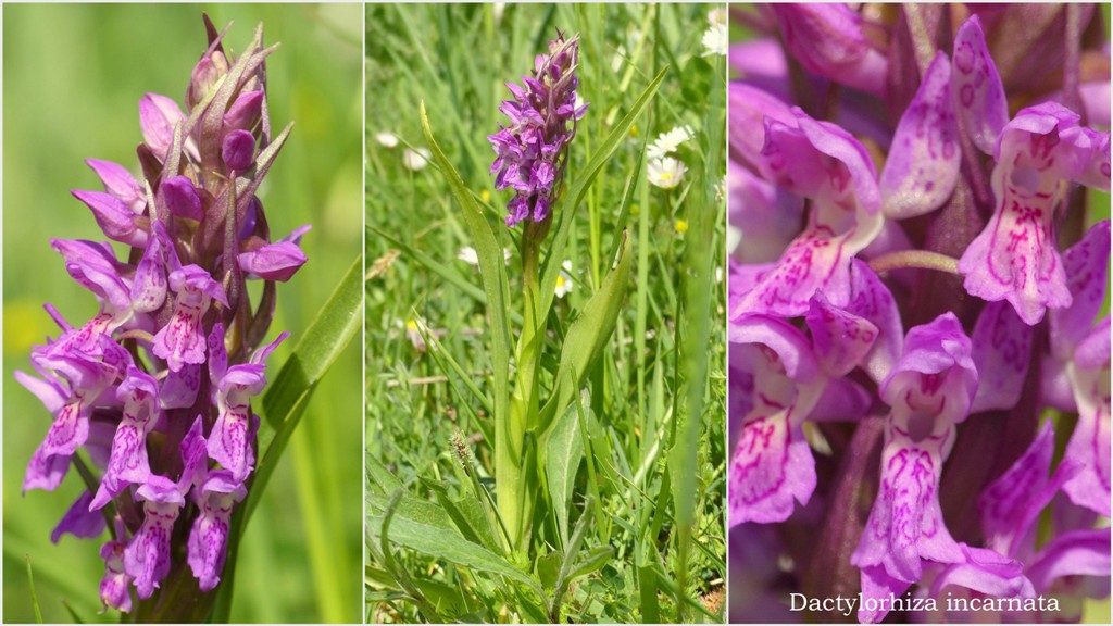 Orchis spitzelii ele altre - Passo Godi  (LAquila)  maggio e giugno 2017